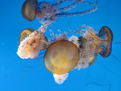 -太平洋海底世界