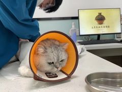 -嘉馨宠物医院·CT影像转诊·心脏科·犬猫全科诊疗中心(下沙大学城院区)
