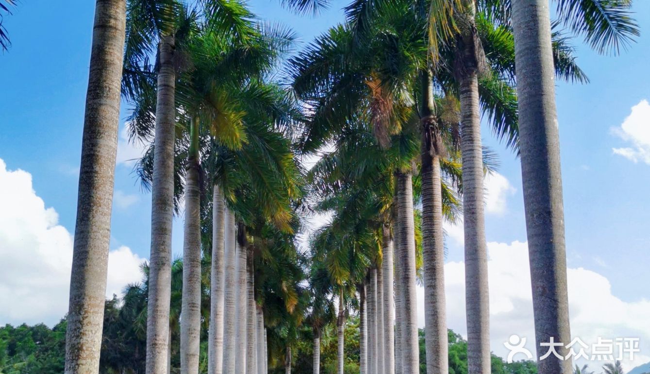 海南旅游｜天了噜‼️热带植物园让我开了眼👀