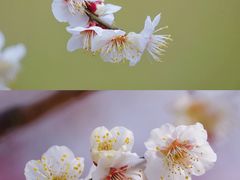 -花开海上生态园