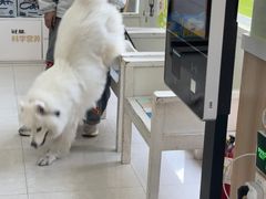 -瑞鹏宠物医院·夜间急症·心超·猫科(祖庙分店)