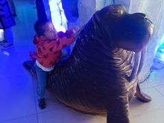 -石家庄海洋公园