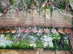 -西双版纳原始森林公园