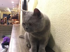 -more than meow吴止猫主题餐厅(承德 中船汇店)