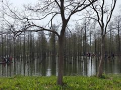 -泗洪洪泽湖湿地景区