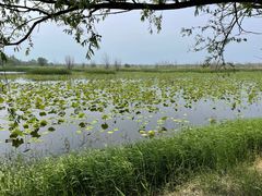 -野鸭湖国家湿地公园