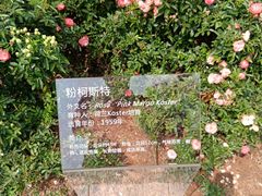 -香蜜公园