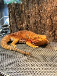 -酷嗒动物文化乐园(cutezoo西溪乐天城店)