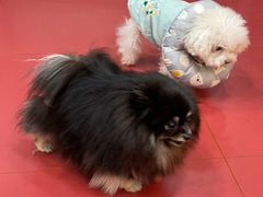 -和它·交个朋友·狗咖猫咖(爱琴海店)