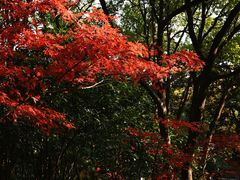 -杭州半山国家森林公园