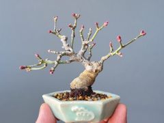 -情妹耙泥鳅·江湖川菜(科华店)
