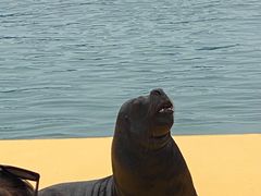 -秦皇岛乐岛海洋王国