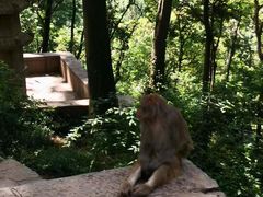 -黔灵山公园