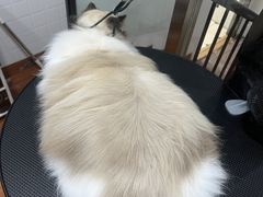 -熊小胖宠物生活馆(天华园店)