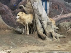 -西安曲江海洋极地公园