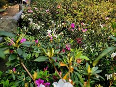 -梧桐山风景名胜区