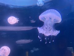 -欢乐海岸海洋奇梦馆