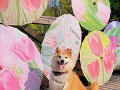 -上海鲜花港