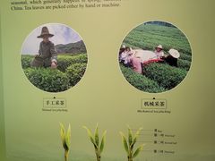 -中国茶叶博物馆(双峰馆区)