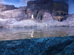 -暹罗海洋世界