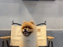 -伟伟宠物医院·CT影像中心·瑞派犬猫综合性门诊(汉口总院)