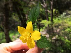 -王顺山国家森林公园