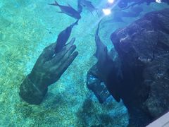-暹罗海洋世界