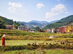 -紫鹊界梯田景区