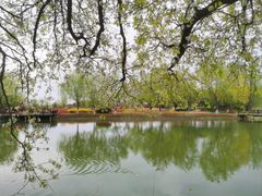 -泗洪洪泽湖湿地景区