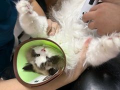 -御宝贝·A梦猫科宠物医院(国际猫友好医院)