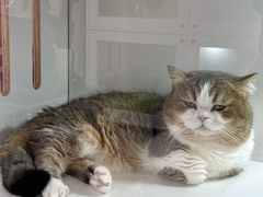 -青奢宠物·青奢猫舍