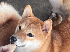 -柴犬高等学院·狗咖·柴犬售卖·宠物训练