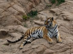 -西霞口神雕山野生动物世界