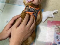 -艾贝尔宠物诊疗