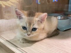 -BABIT巴比特宠物(MOMOPARK店)