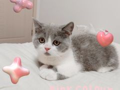 -伟伟宠物医院·CT影像中心·瑞派犬猫综合性门诊(汉口总院)