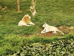 -西霞口神雕山野生动物世界