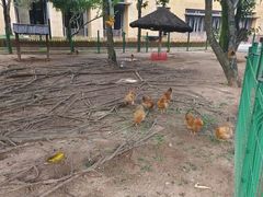 -三亚海棠湾万丽度假酒店