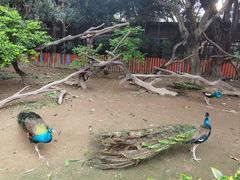 -广州长隆飞鸟乐园