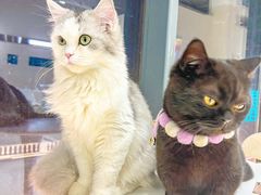 -怪兽屋·羊驼·猫咖·狗咖(俊华广场店)