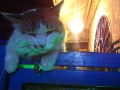 -Sirena海妖日咖夜酒