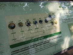 -都江堰中华大熊猫苑