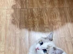 -猫十亿·布偶金渐层·曼基康矮脚猫舍(青年路店)