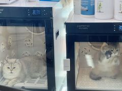 -车接车送·寄养洗护·德文猫舍(大宁店)