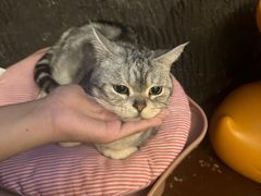 -猫猫幼稚园·撸猫·桌游·电玩