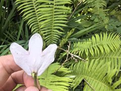 -昆明植物园