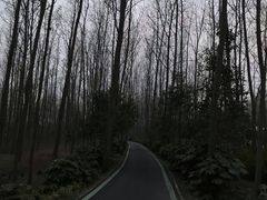 -合肥滨湖国家森林公园