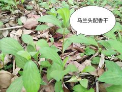 -上海滨江森林公园