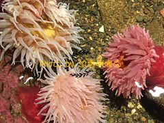 -西雅图水族馆