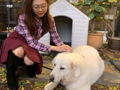 -more than meow吴止猫主题餐厅(承德 中船汇店)